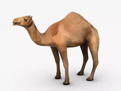 Camel Low-poly 3D model