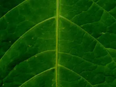 table dining and chairs 3D model