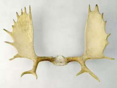 Moose Antler Rack Mount 3D model