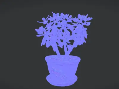 plant crassula 3D model