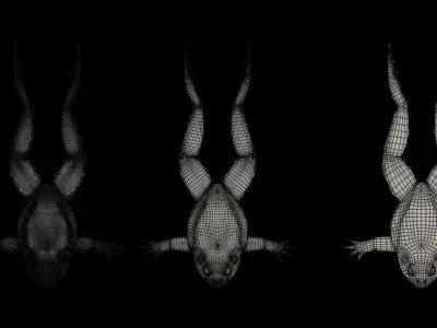 Rigged Toad 3D model