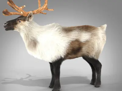 Fur Reindeer NO RIG Low-poly 3D model