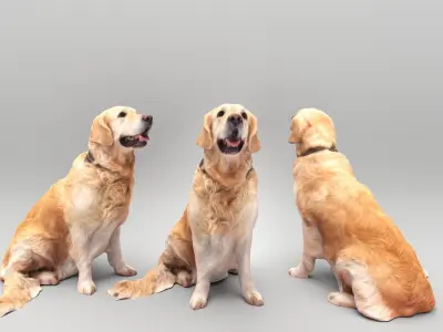 Golden retriever dog 23 Low-poly 3D model