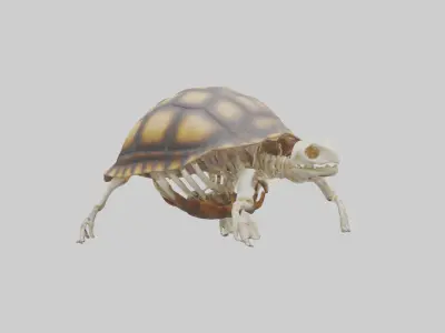 Tortoise Skeleton model Low-poly 3D model