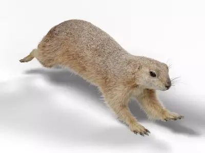 Prairie Dog Animation  VFX Grace 3D model