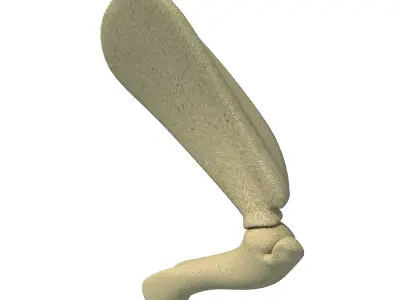 Animal Scapula Upper Bone 3D model