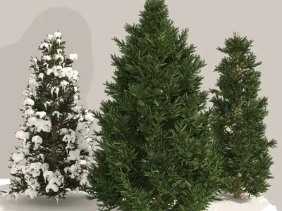 3 summer and winter Fraser Fir Christmas Trees 3D model