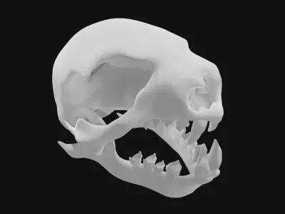 Sloth skull 3D model