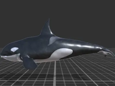 Killer Whale Low-poly 3D model