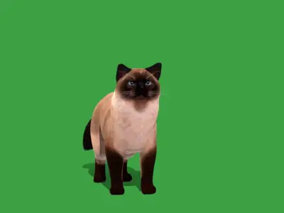 Ragdoll Cat Breed Low-poly 3D model