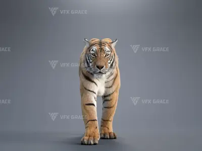 Bengal Tiger Animation - Blender 3D Model 3D model