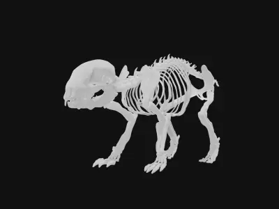 Hedgehog skeleton 3D model