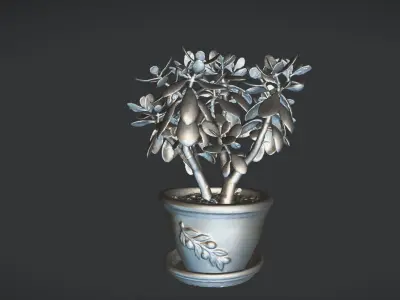 plant crassula 3D model
