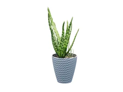 Pot Plant Aloe Vera 3D model