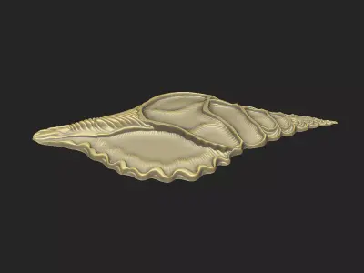 Shell cross section cnc aspire artcam V relief print engrave 3D print model