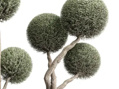 Topiary balls plants - Indoor plants in concrete pot set 454  3D model