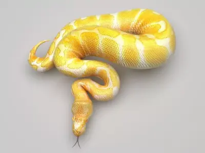 Albino Ball Python Snake 3D model