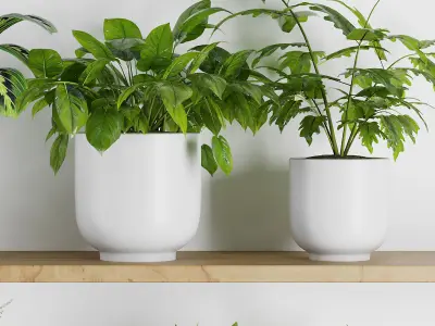 Plants on Shelf SetV1 3D model