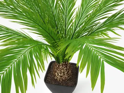 Palm Tree in Pot 3D model