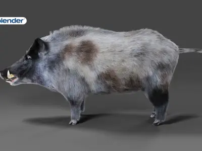 Fur Black Wild Boar Rigged V04 in Blender Low-poly 3D model