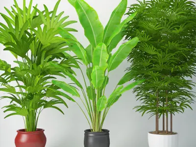 Plants collection 03