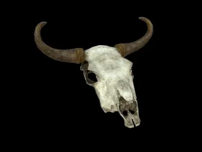 Cow Skull - PBR - Textured Low-poly 3D model