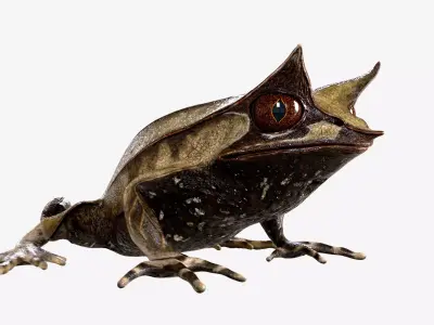 Malayan Leaf frog Low-poly 3D model