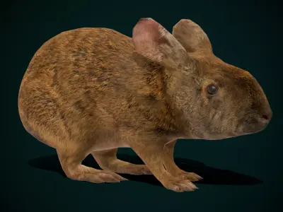 Lower Keys Marsh Rabbit Low-poly 3D model