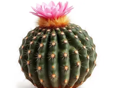 Flowering Cactus Plant model pack Low-poly 3D model