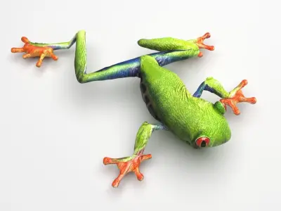 Green Tree Red Eyed Frog 3D model