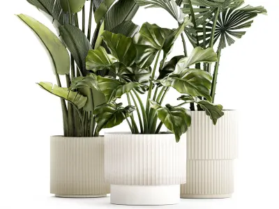 small plants white modern pots Strelitzia Licuala fan palm 1436 3D model