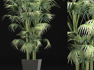 Plants Collection 191 Sabal Minor 3D model