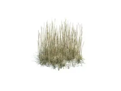 Plant   Grass 3D model