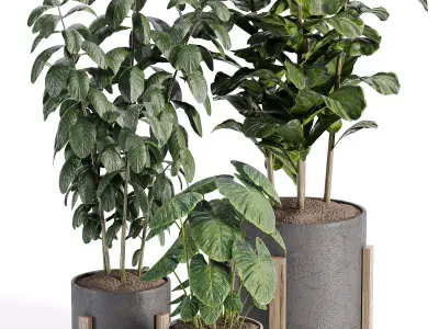 indooe plants in vase 006 Low-poly 3D model