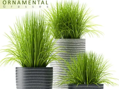 Grass plants 3D model