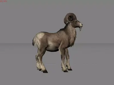 Fighter Goat Animal  Low-poly 3D model