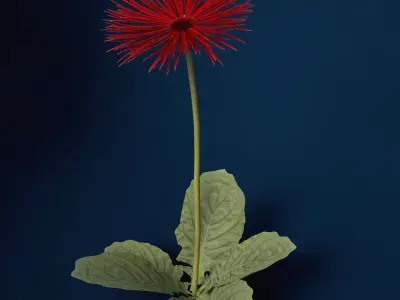XfrogPlants Spider Gerbera 3D model