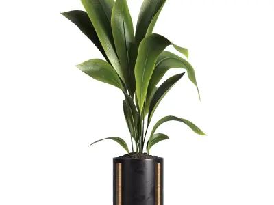 indoor plant 42 3D model