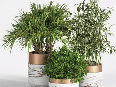 Indoor Plant Set 16 3D model