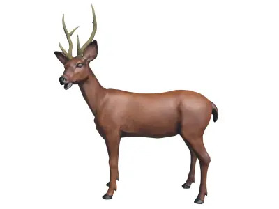  Deer wildlife Low-poly 3D model