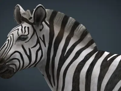 ZEBRA 3D model