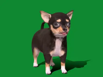 Short Haired Chihuahua Puppy Dog Low-poly 3D model