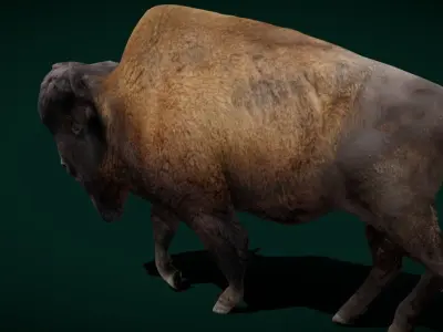 Wood Bison Mammal Low-poly 3D model