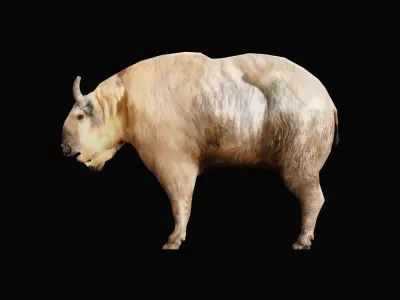 Golden Takin Chamois Goat Low-poly 3D model