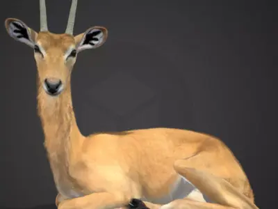 Oribi Antelope Realistic  3D model