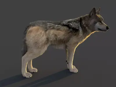 Wolf Xgen Rigged 3D model