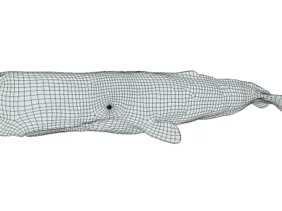 Cachalot whale Low-poly 3D model
