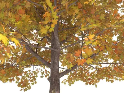 Maple Autumn yellow 3D model