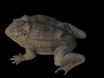 Toad Frog Low-poly 3D model