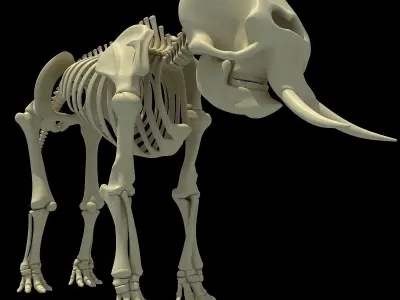 Elephant Anatomic Asian Skeleton 3D model